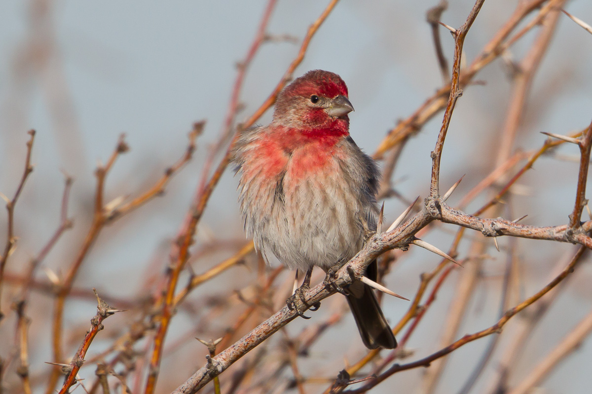 House Finch (Carpodacus mexicanus)